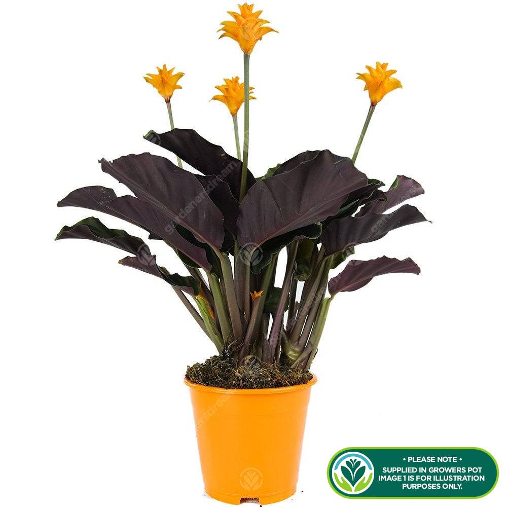 Gardenersdream - Calathea Crocata Plante D'Intérieur – Fleurissante Décorative Et Colorée En Pot 14Cm - GardenersDream - Image 2