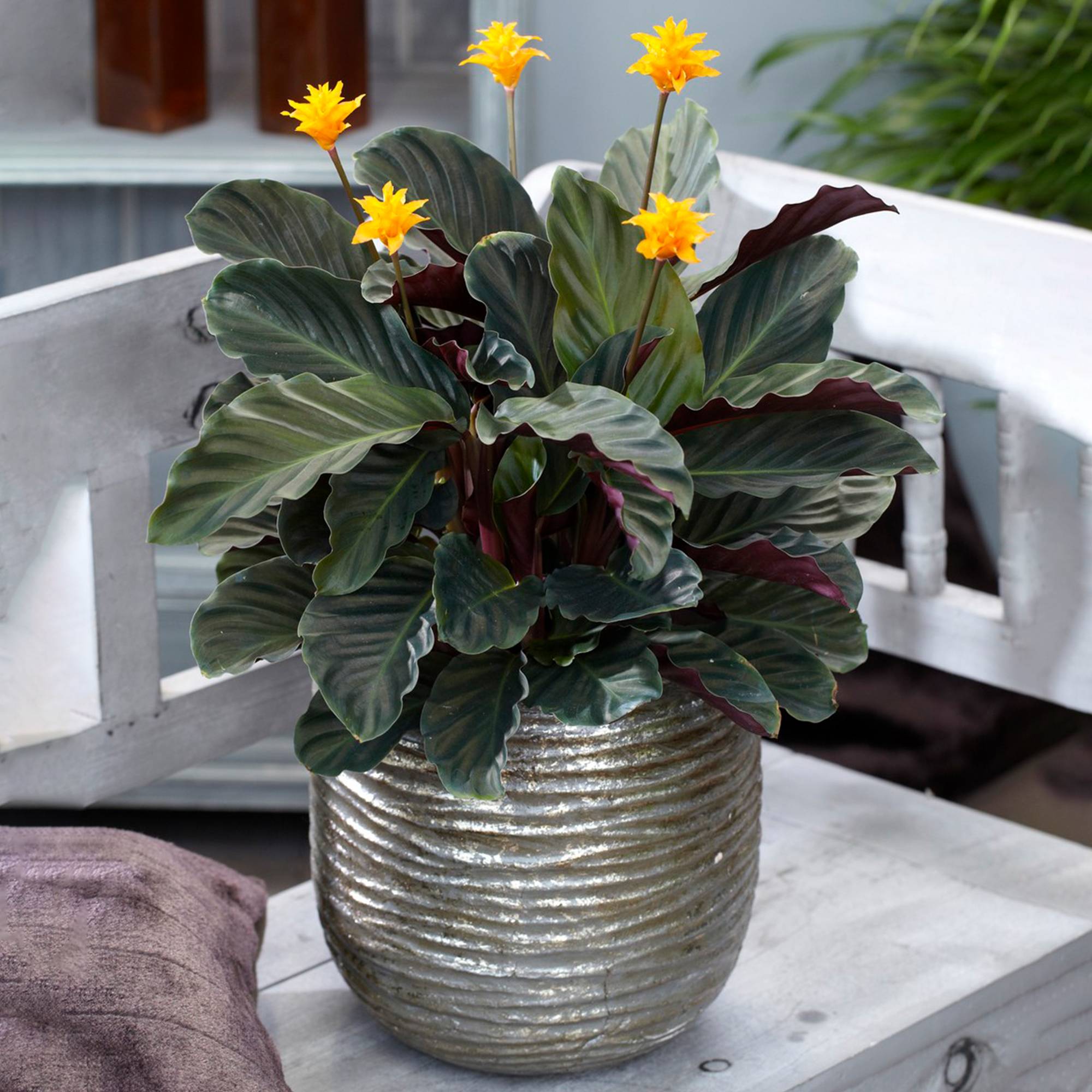 Gardenersdream - Calathea Crocata Plante D'Intérieur – Fleurissante Décorative Et Colorée En Pot 14Cm - GardenersDream - Image 1