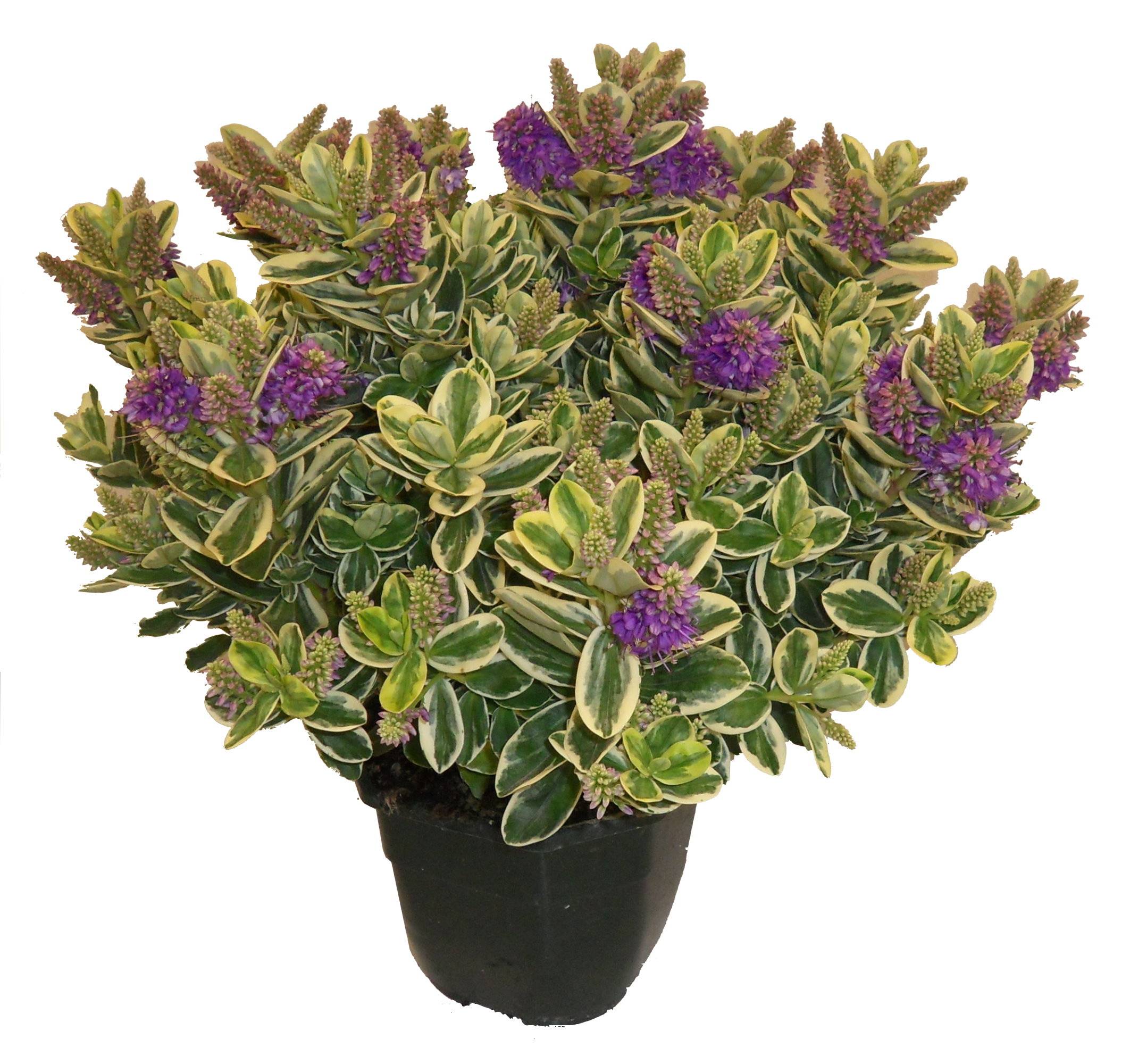 Horti-Flandre - Veronique panachée p18cm - Image 1