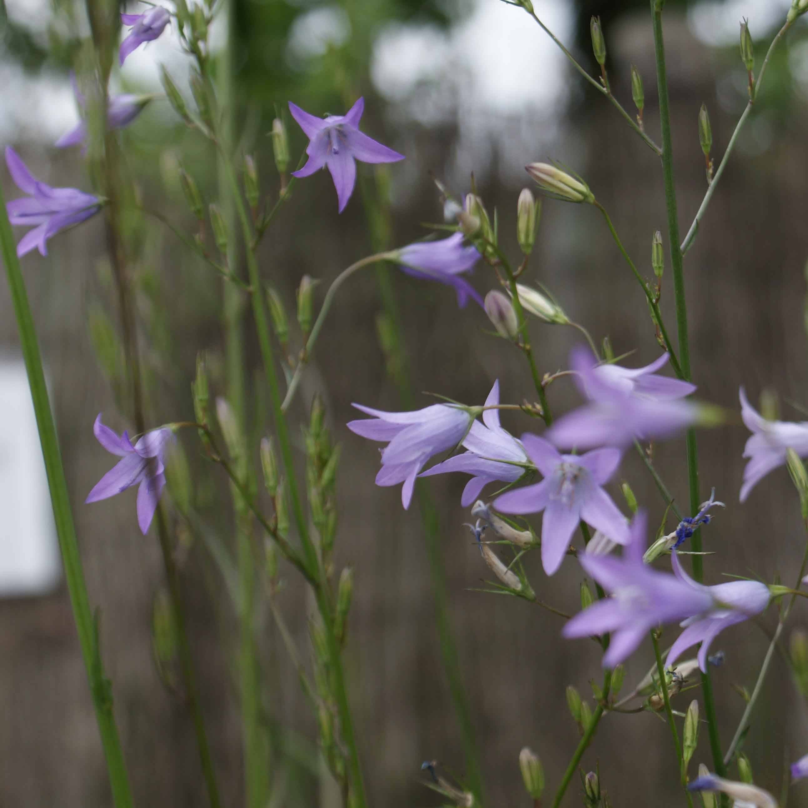 Promesse de Fleurs - Raiponce - Campanula rapunculus Godet de 7/8 cm