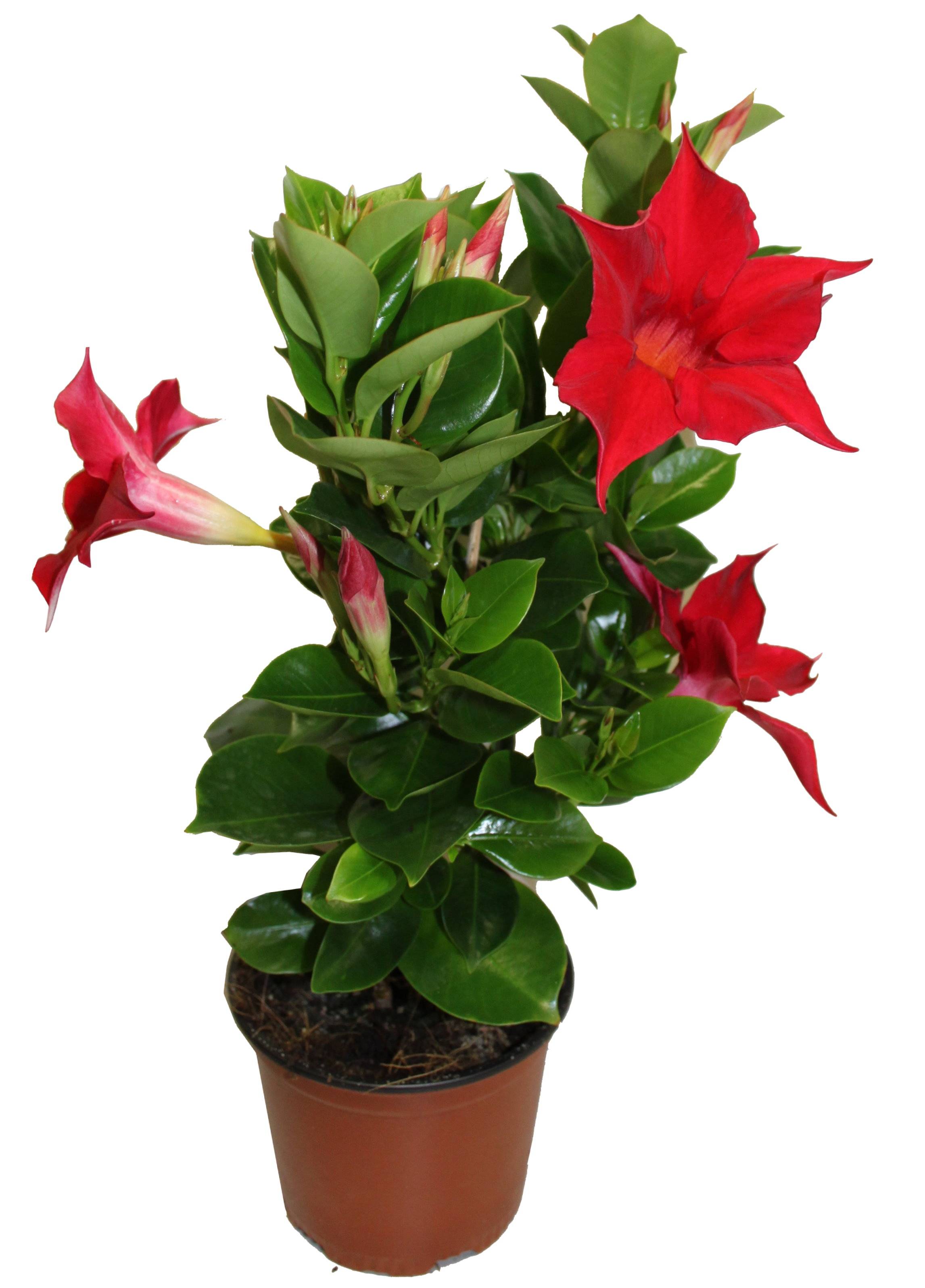 Dipladenia Mandevilla rouge pot 10,5 cm