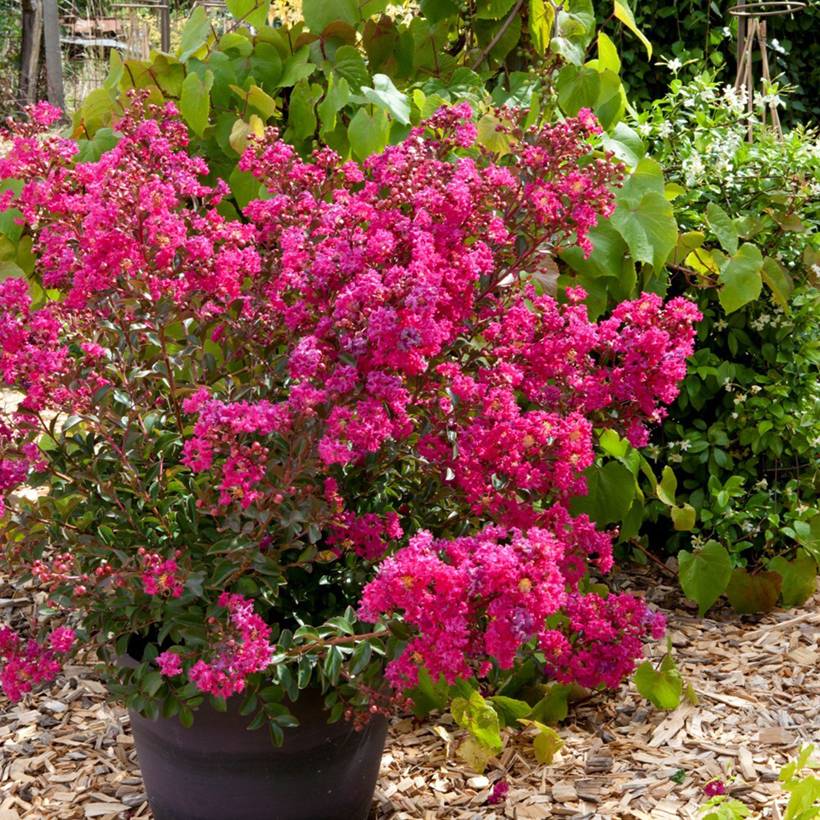 Promesse de Fleurs - Lagerstroemia indica Cherry 'Lelaro' (Bouquet Rouge) - Lilas des Indes  Godet de 8/9 cm