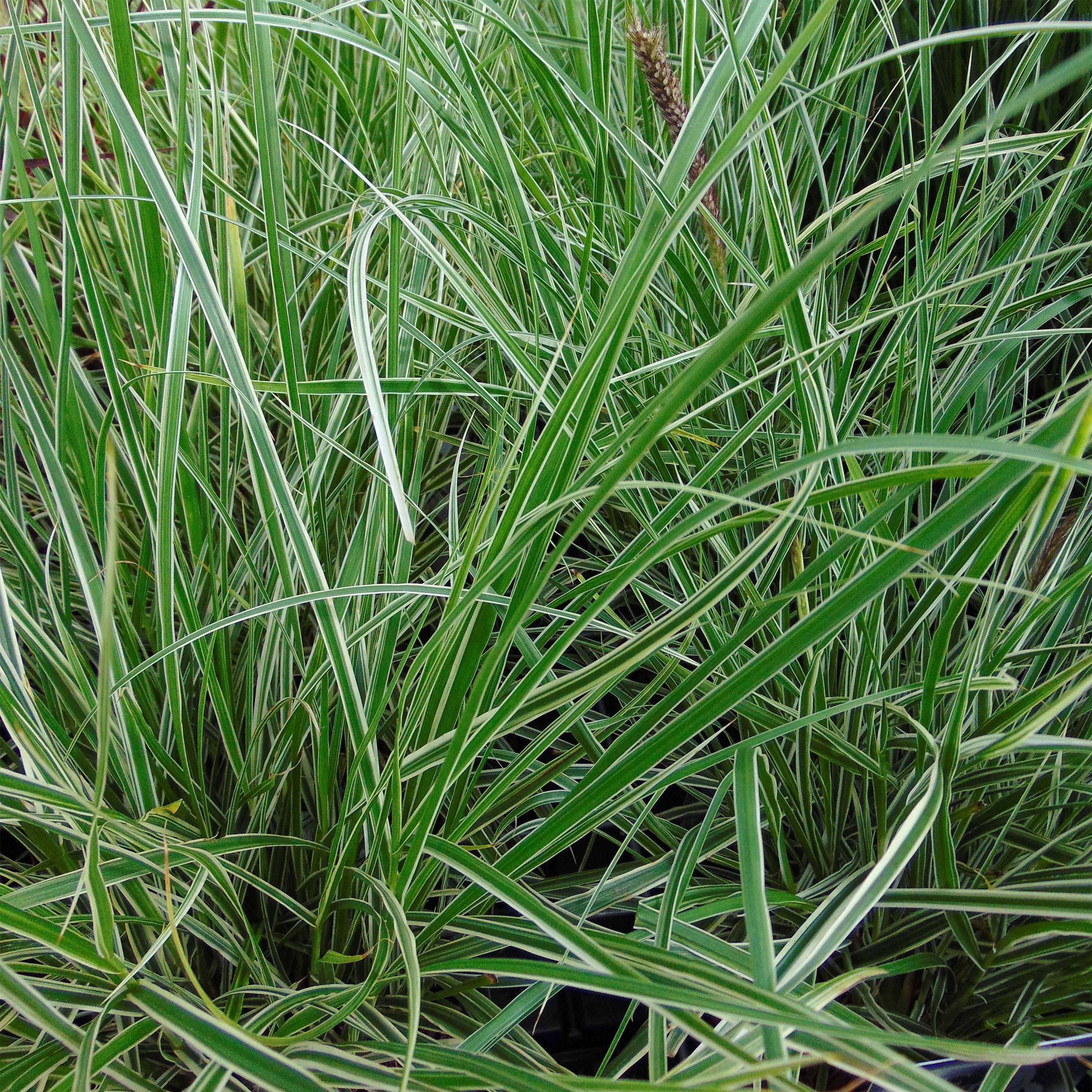 Promesse de Fleurs - Pennisetum setaceum Skyrocket - Herbe aux écouvillons Pot de 1L/1,5L