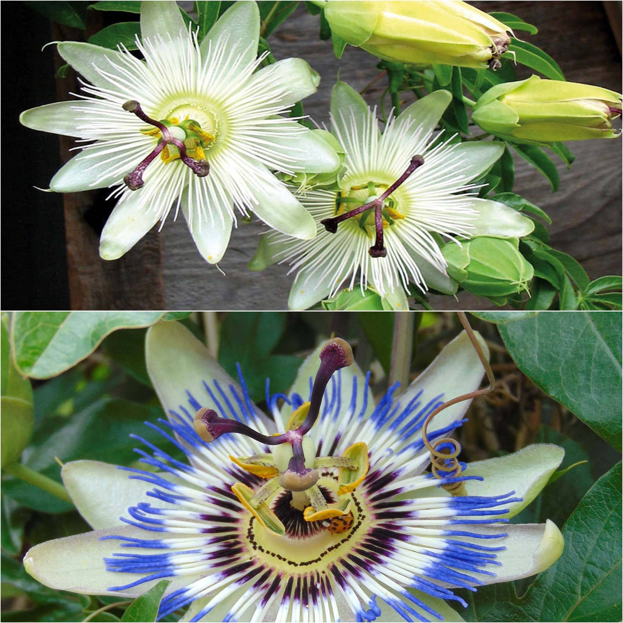 Promesse de Fleurs - Collection 2 Passiflores - Collection de 2 plantes