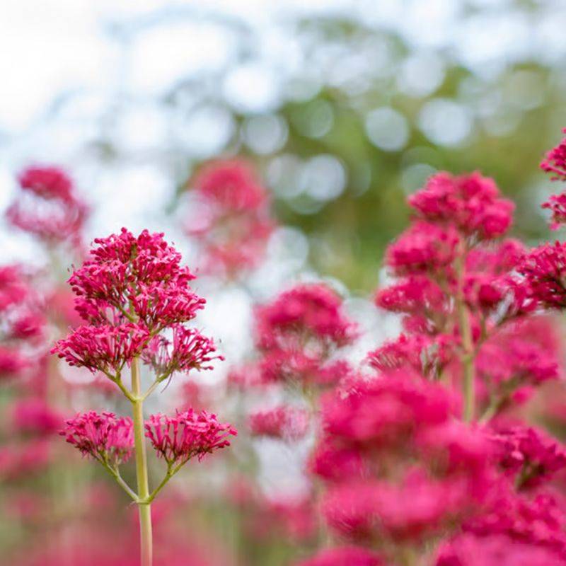 Valériane rouge 'Coccineus' (Centranthus ruber 'Coccineus') - Godet 9cm - Pépinières Naudet