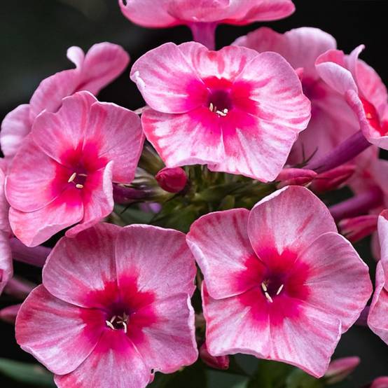 Promesse de Fleurs - Phlox paniculata Stars and Stripes Pot de 2L/3L
