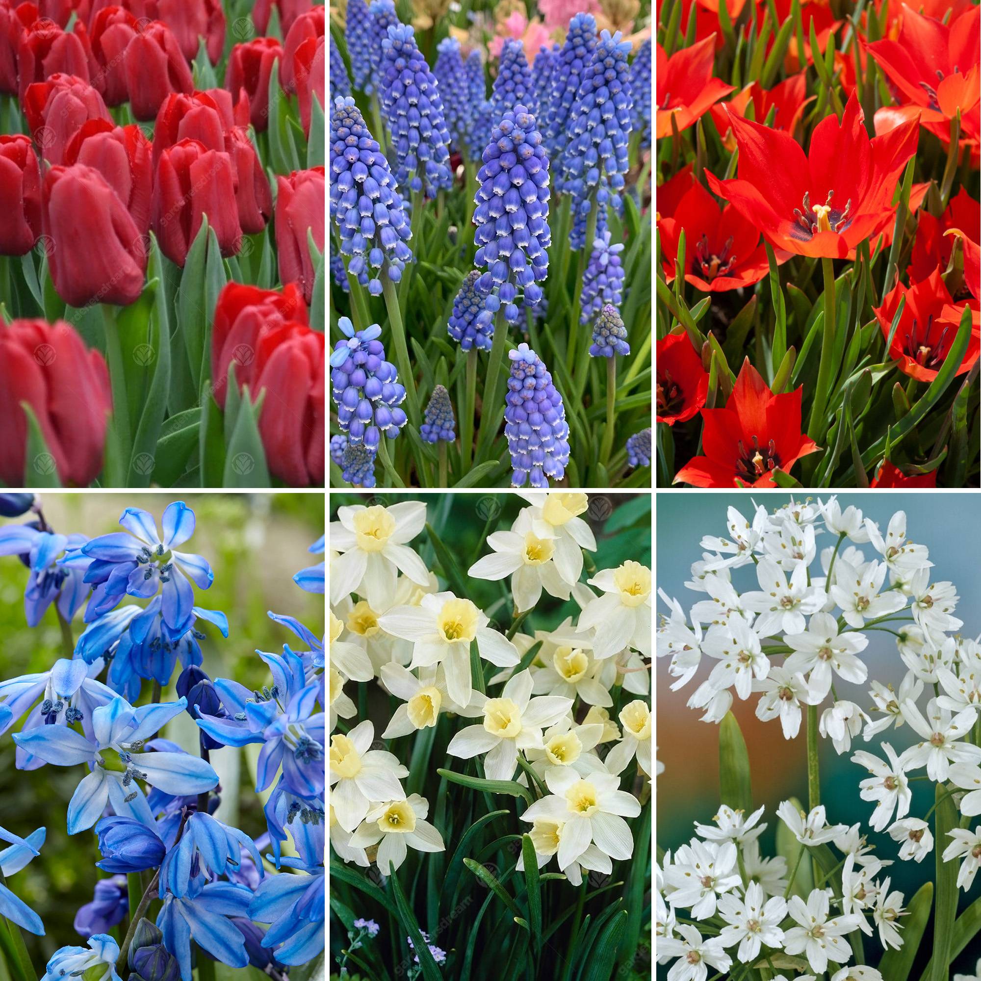 Gardenersdream - Bulbes de Hollande Mix - Tulipe Muscari Scille Narcisse Allium Ampoules à fleurs (125 ampoules) - Image 2