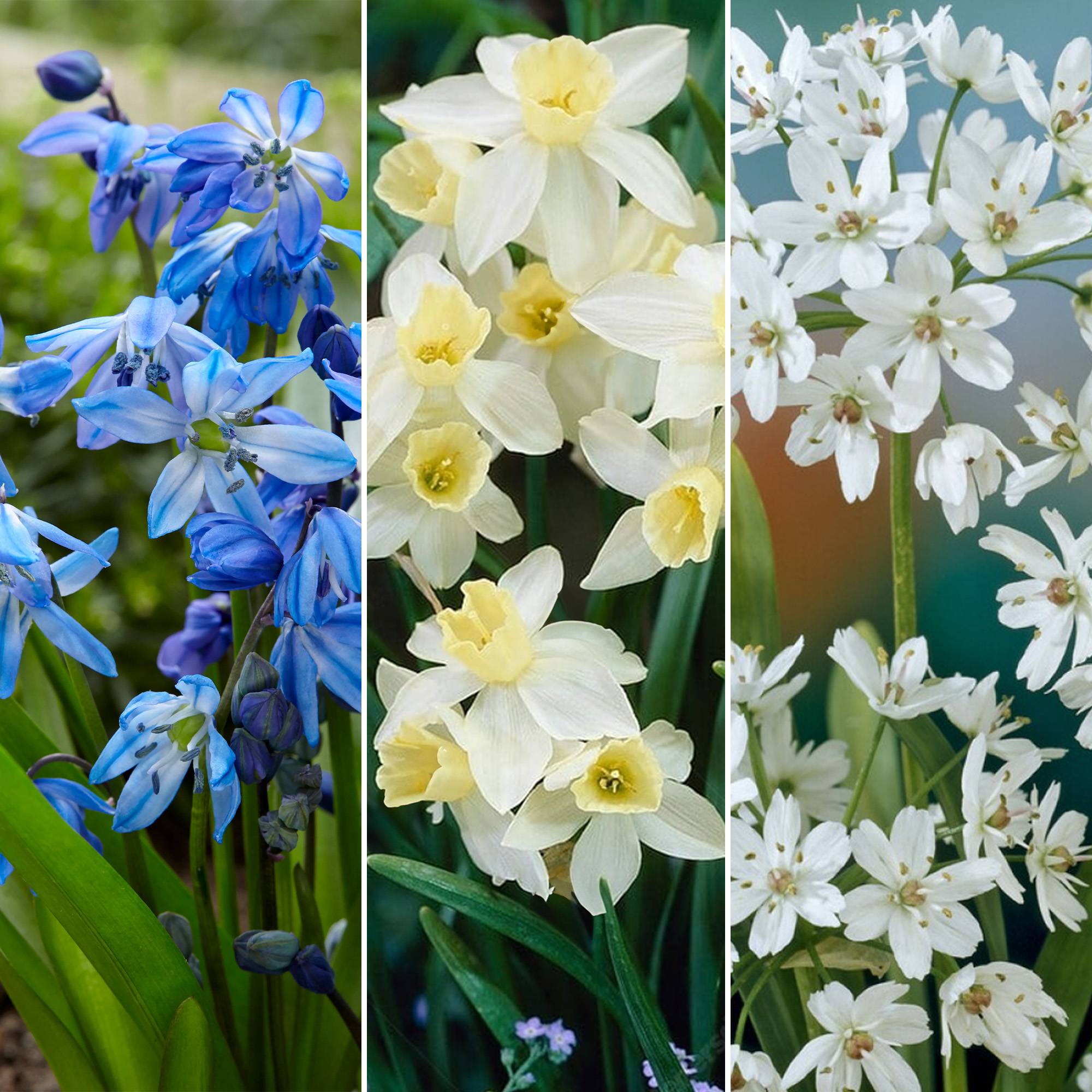 Gardenersdream - Bulbes de Hollande Mix - Tulipe Muscari Scille Narcisse Allium Ampoules à fleurs (125 ampoules) - Image 4