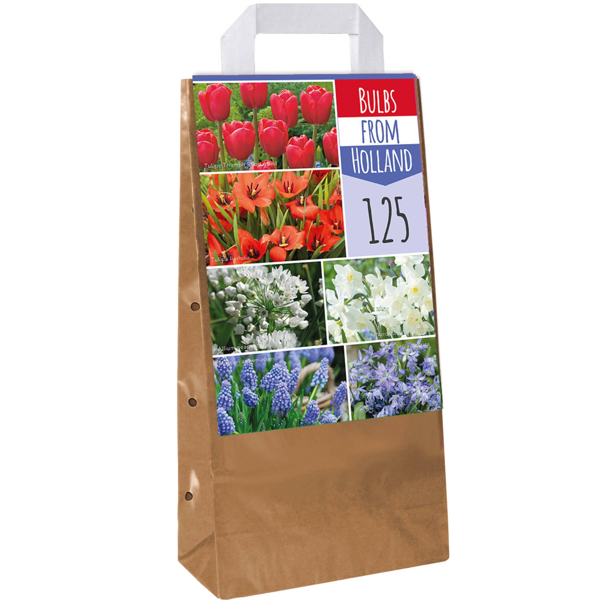 Gardenersdream - Bulbes de Hollande Mix - Tulipe Muscari Scille Narcisse Allium Ampoules à fleurs (125 ampoules) - Image 1