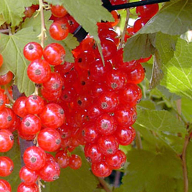 Groseillier à grappes rouges Rosetta Pot de 2L/3L, Touffe