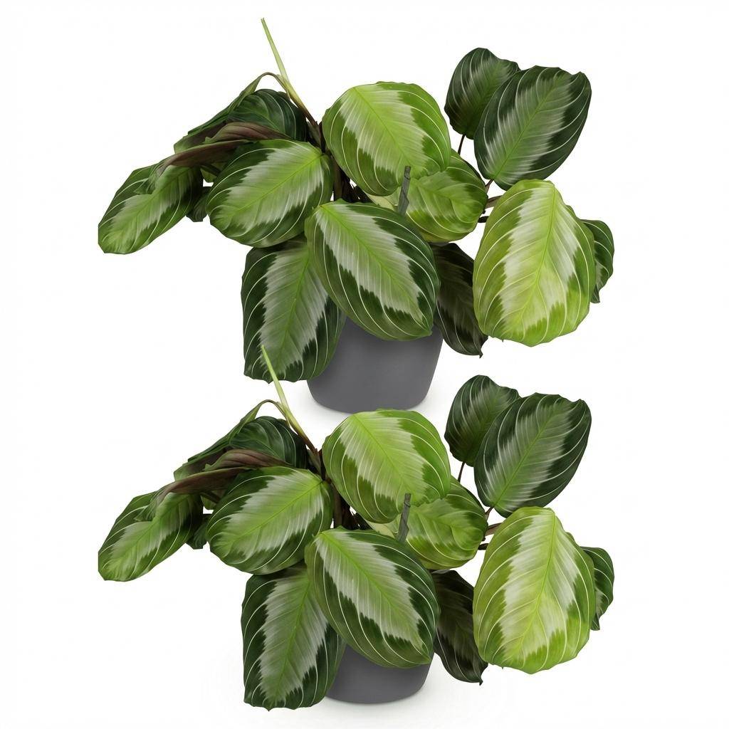 Maranta Fascinator Silverband - Pet-friendly - Pot de 12cm - Hauteur 25-35cm - 2 plantes - Gris - Plantes d'intérieur - Image 2