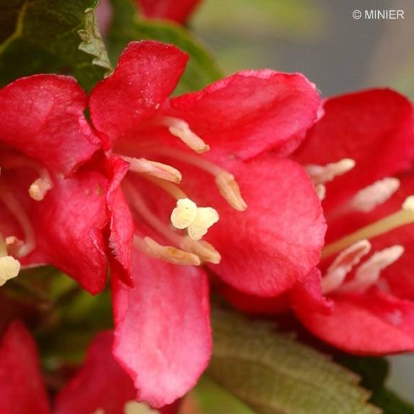 Weigela Nain rouge Courtanin Pot de 3L/4L - Image 1