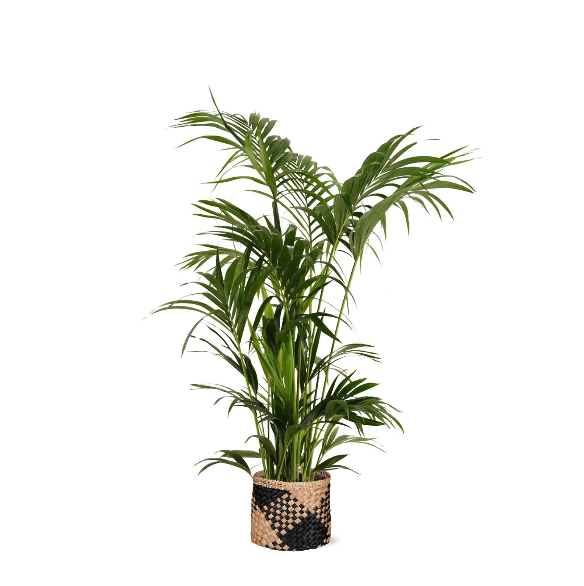 Kentia Palm et son pot- La Green Touch Panier naturel Noir - Hauteur 160cm