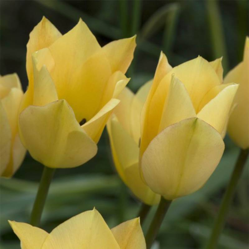 Promesse de Fleurs - Tulipe botanique batalinii Bronze Charm Bulbe calibre 6+ (par 10)