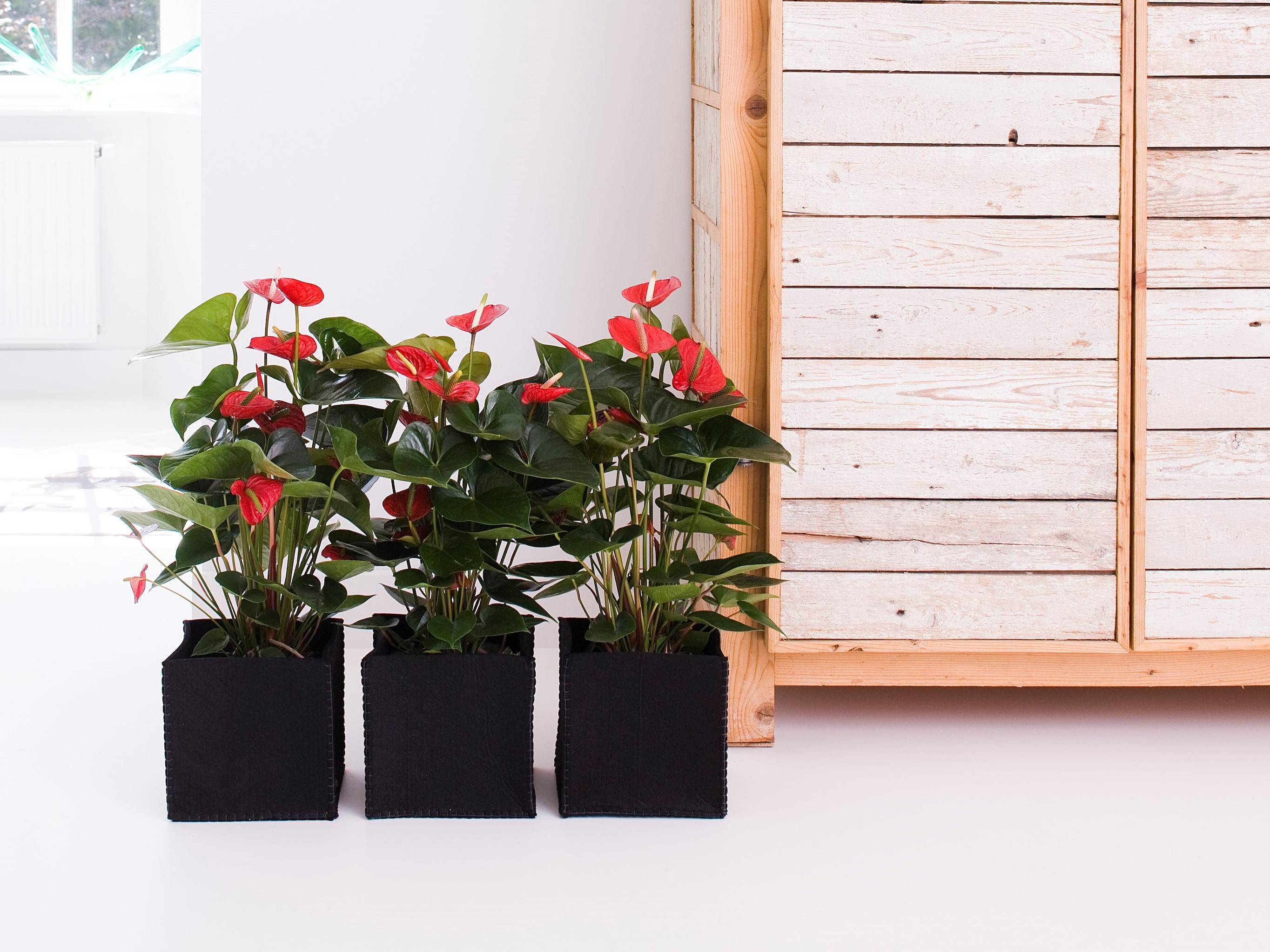 Anthurium - Flamant rose - Rouge - Plante d’intérieur - Dépolluante - Hauteur 30-40 cm - Pot 12 cm - Image 2