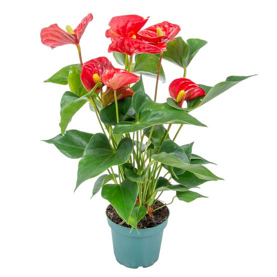 Anthurium - Flamant rose - Rouge - Plante d’intérieur - Dépolluante - Hauteur 30-40 cm - Pot 12 cm - Image 1