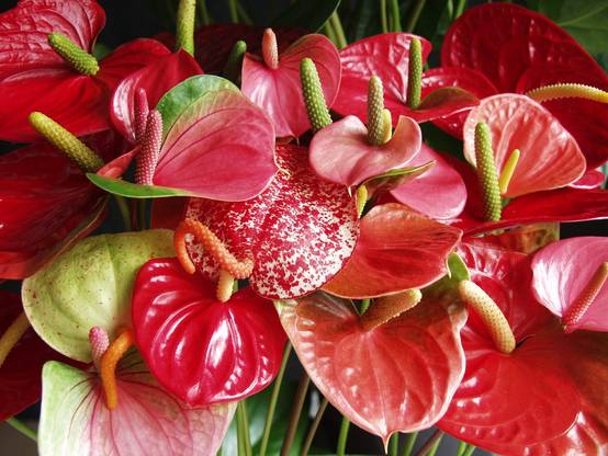 Anthurium - Flamant rose - Rouge - Plante d’intérieur - Dépolluante - Hauteur 30-40 cm - Pot 12 cm - Image 3