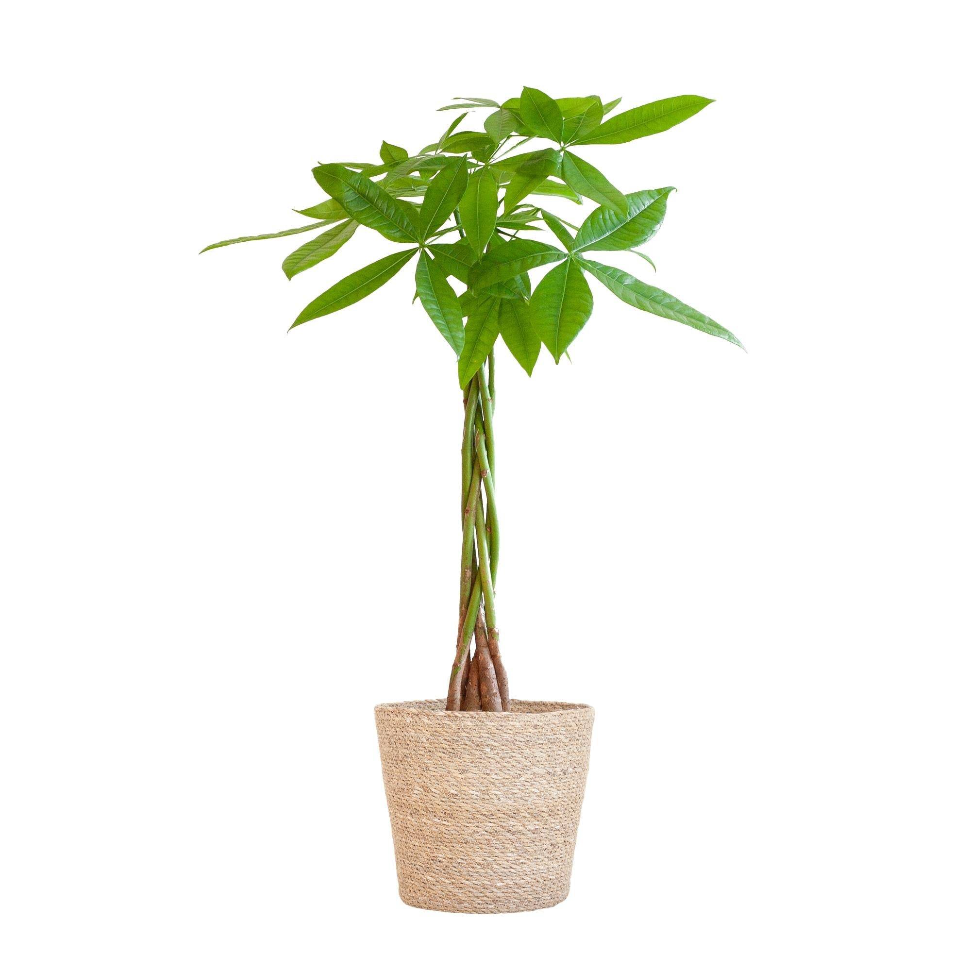 La Green Touch - Pachira Aquatica et son pot- La Green Touch Blanc - Hauteur 80cm - Image 3