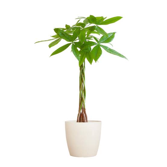 Pachira Aquatica et son pot- La Green Touch Blanc - Hauteur 80cm