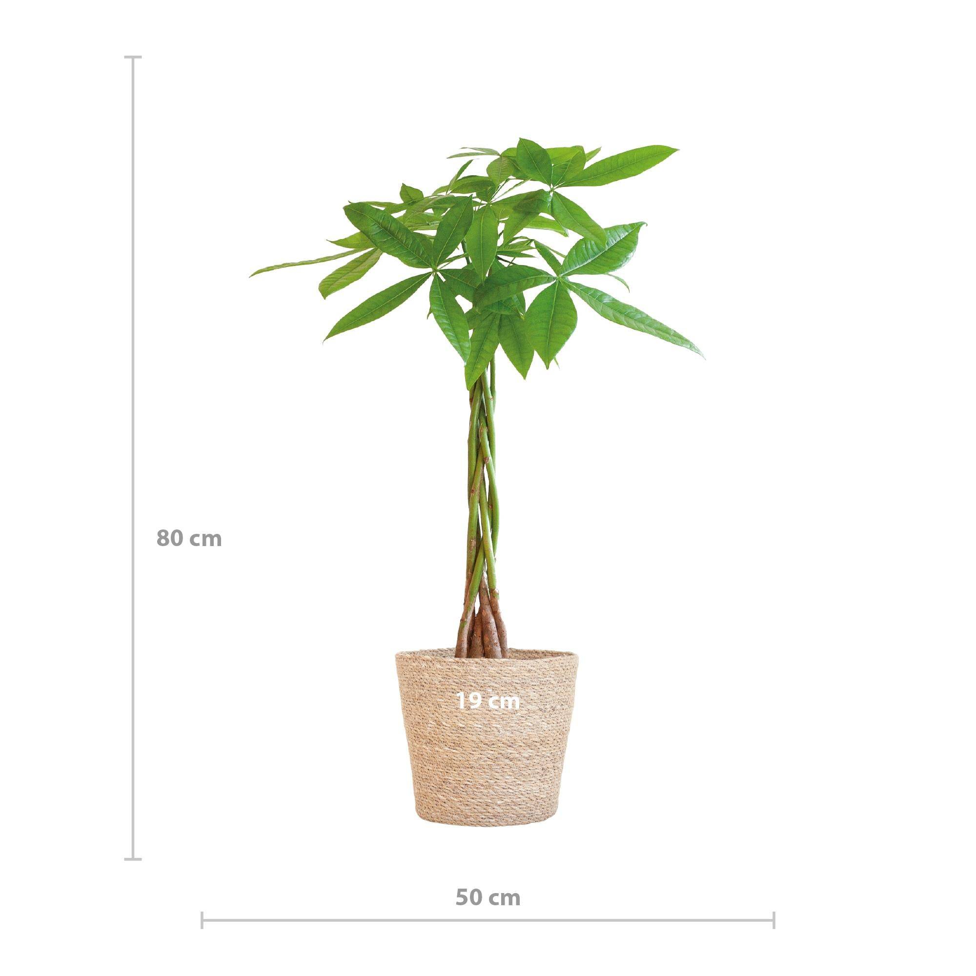 La Green Touch - Pachira Aquatica et son pot- La Green Touch Blanc - Hauteur 80cm - Image 4
