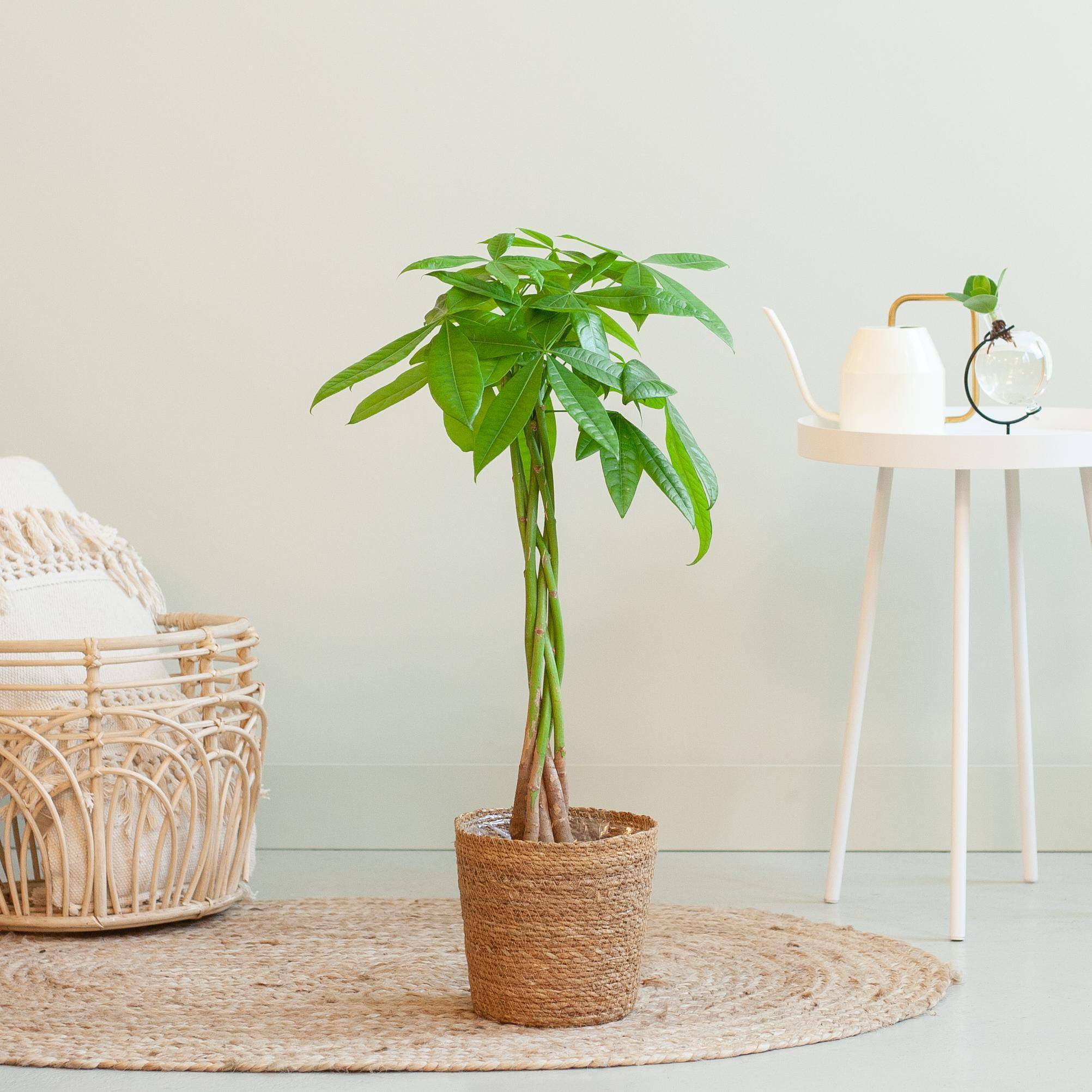 La Green Touch - Pachira Aquatica et son pot- La Green Touch Blanc - Hauteur 80cm - Image 2