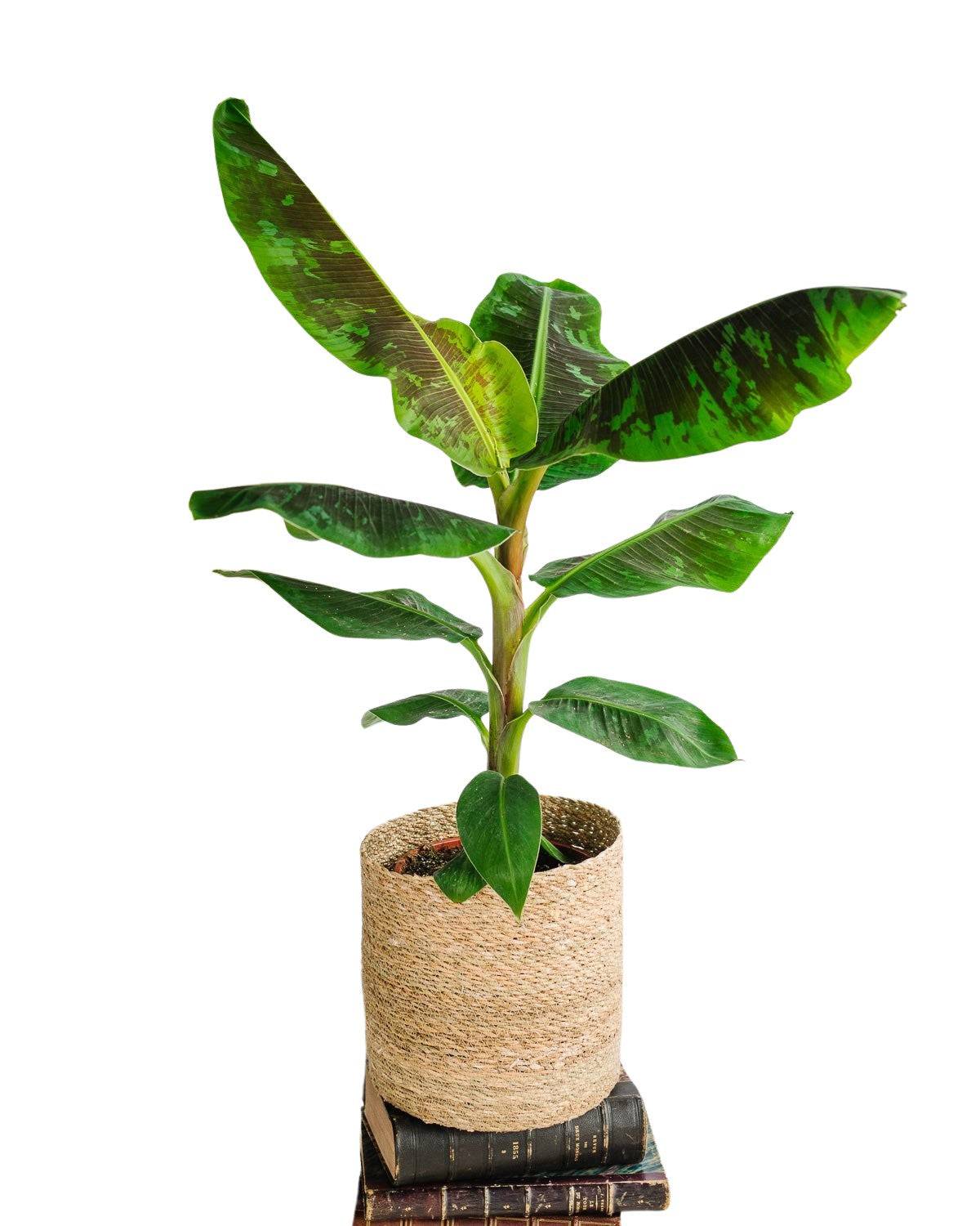 Bananier Musa 90cm - Plante d'intérieur- La Green Touch - Image 1