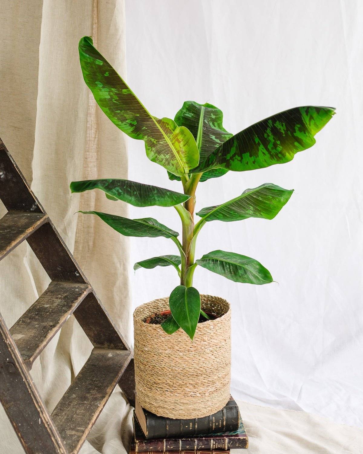 Bananier Musa 90cm - Plante d'intérieur- La Green Touch - Image 2