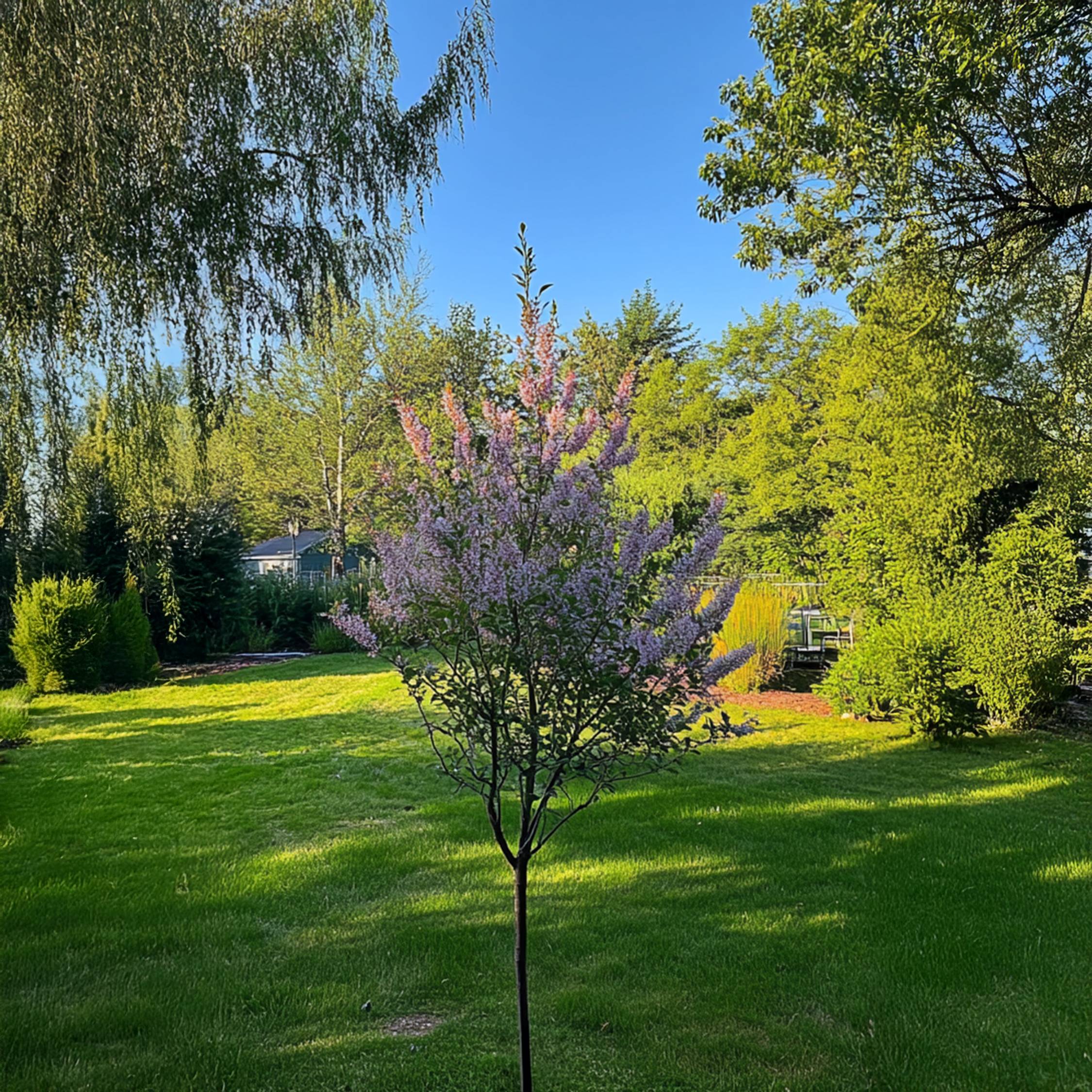 Saule crevette - Set de 2 - Salix integra 'Flamingo' - Hauteur 90-110cm - ⌀19cm - Image 2