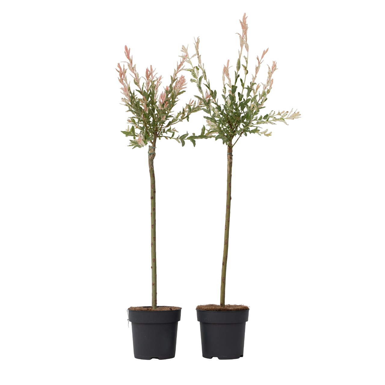 Saule crevette - Set de 2 - Salix integra 'Flamingo' - Hauteur 90-110cm - ⌀19cm - Image 1