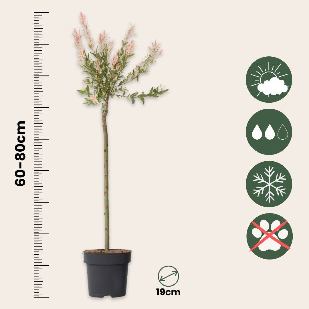 Saule crevette - Set de 2 - Salix integra 'Flamingo' - Hauteur 90-110cm - ⌀19cm - Image 6