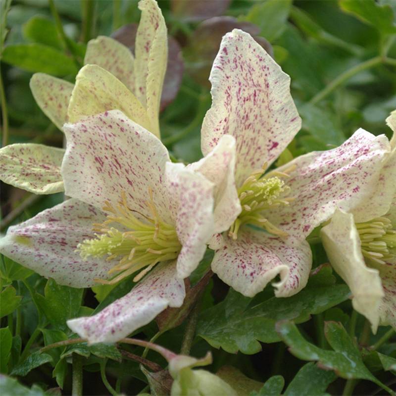 Promesse de Fleurs - Clématite - Clematis cirrhosa Winter Parasol Pot de 2L/3L