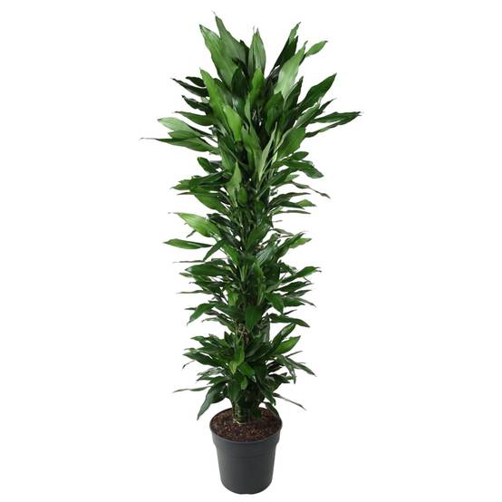 La Green Touch - Dracaena Janet Lind Ramifié - D34 H170cm