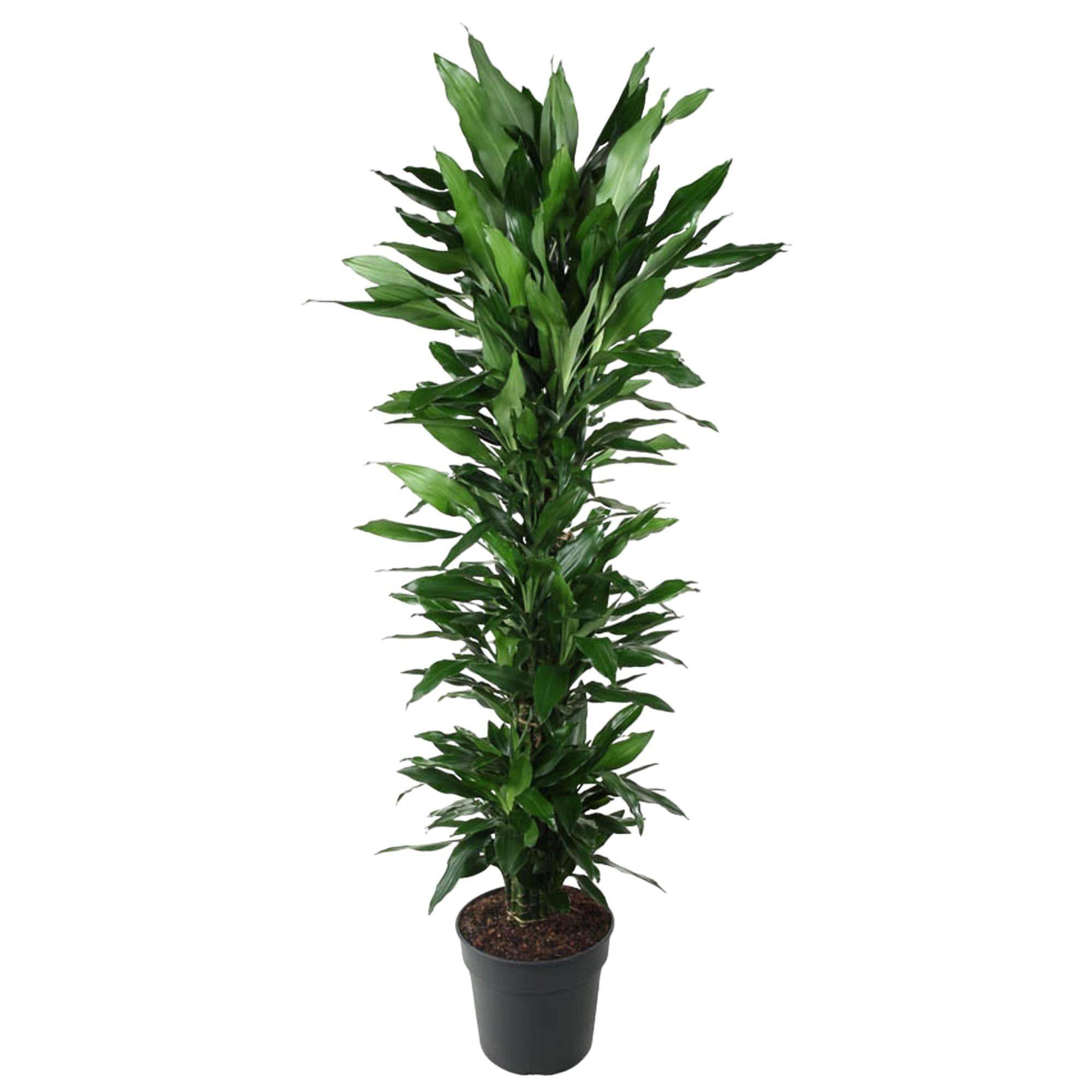 La Green Touch - Dracaena Janet Lind Ramifié - D34 H170cm