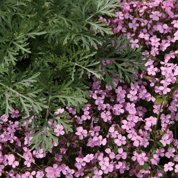 Saponaria ocymoides - Saponaire de Montpellier Pot de 2L/3L