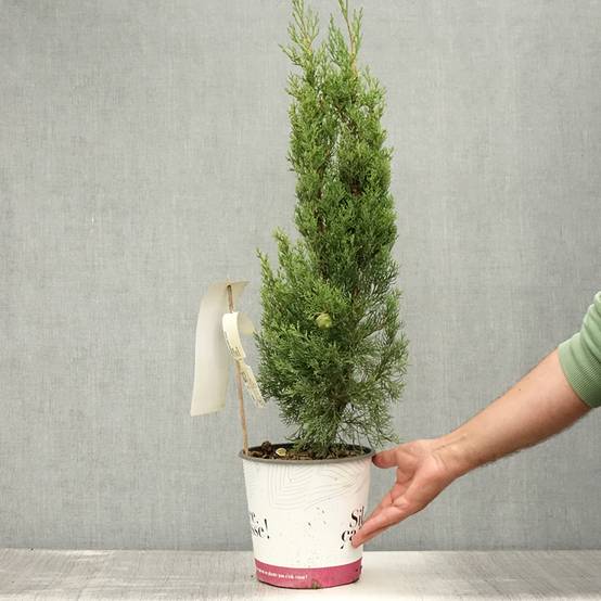 Promesse de Fleurs - Cupressus sempervirens Garda - Cyprès d'Italie, de Provence Pot de 4L/5L - Image 2