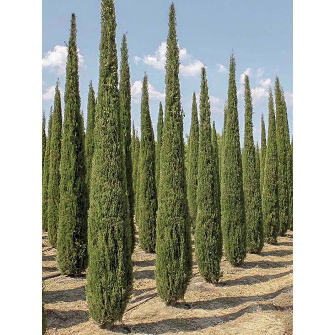 Promesse de Fleurs - Cupressus sempervirens Garda - Cyprès d'Italie, de Provence Pot de 4L/5L - Image 1