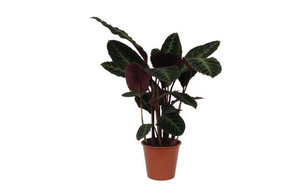 Calathea Warscewiczii - D24 H80cm - Image 1