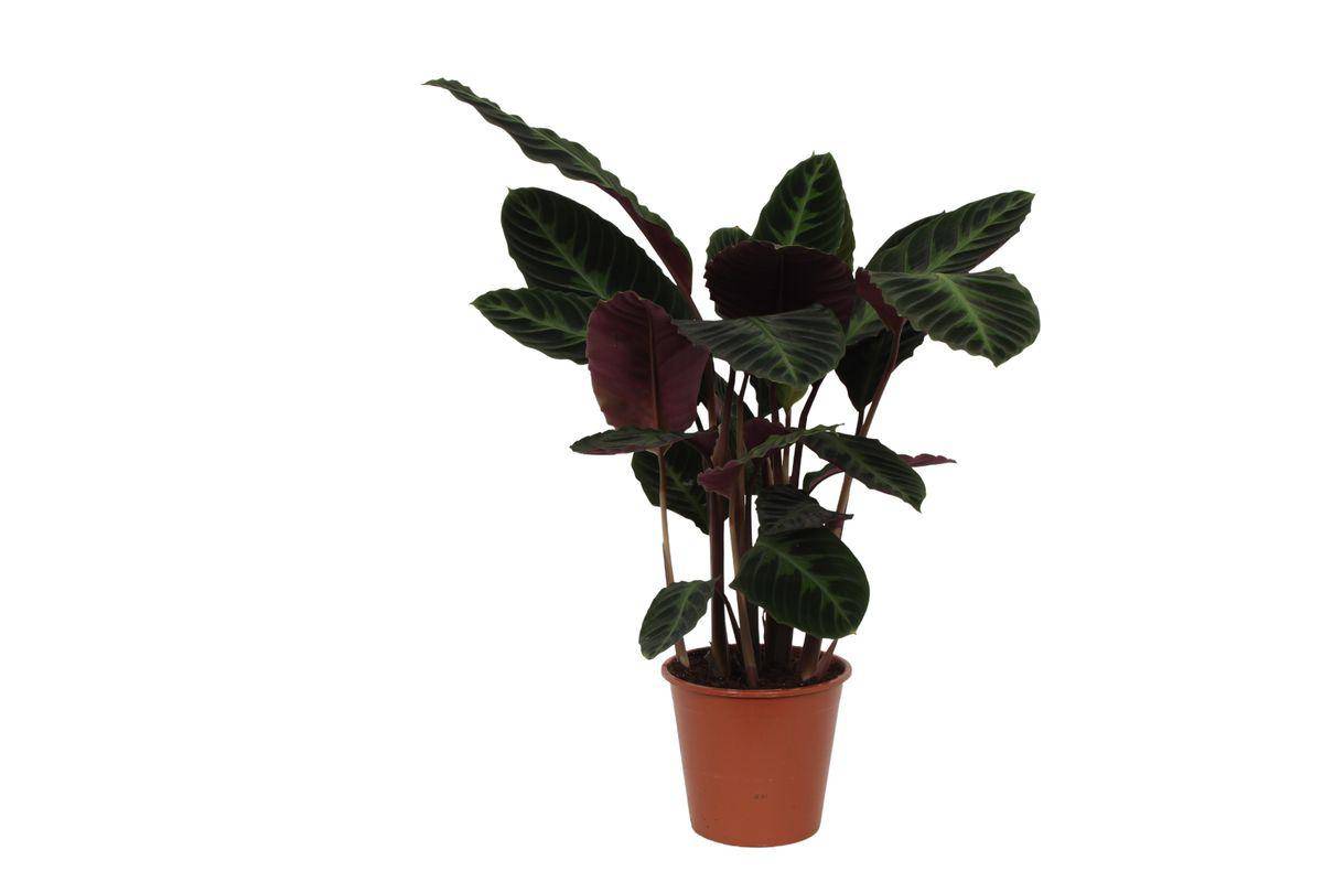 Calathea Warscewiczii - D24 H80cm - Image 1