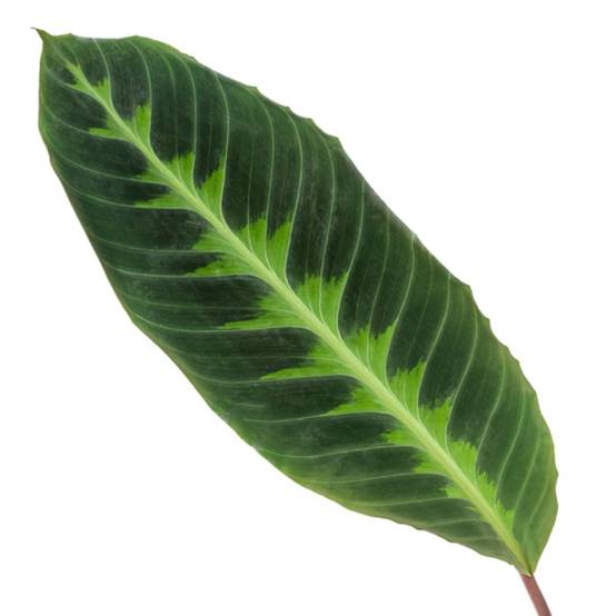 Calathea Warscewiczii - D24 H80cm - Image 2