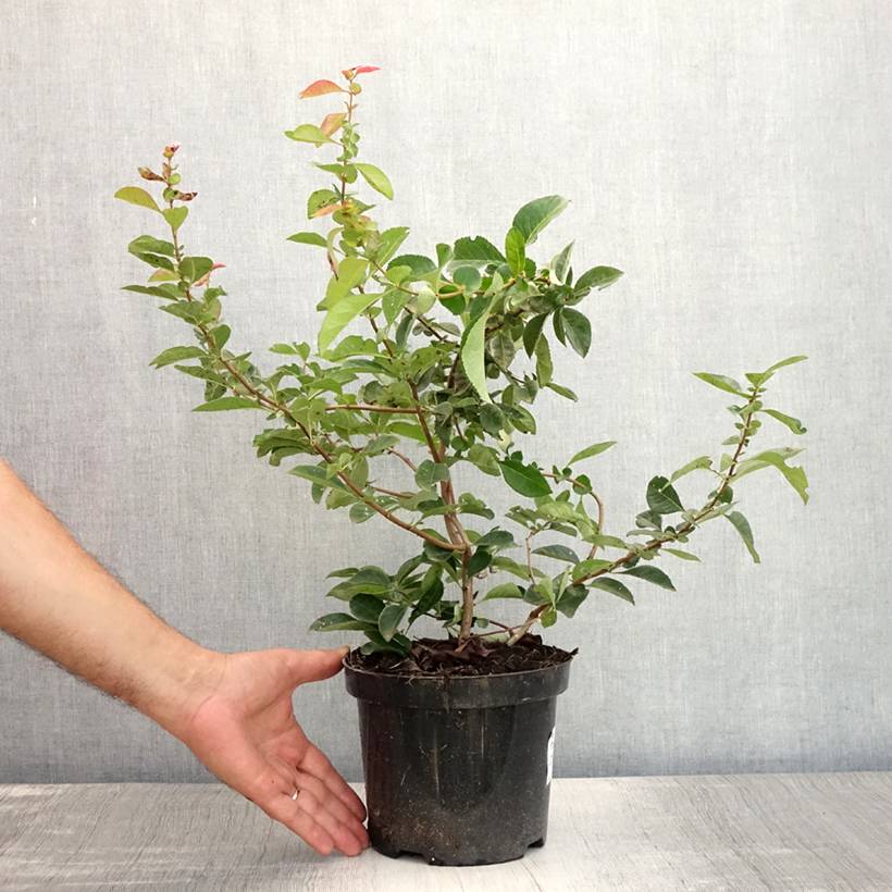 Promesse de Fleurs - Chaenomeles superba Nicoline - Chaenomeles superba Pot de 2L/3L - Image 2