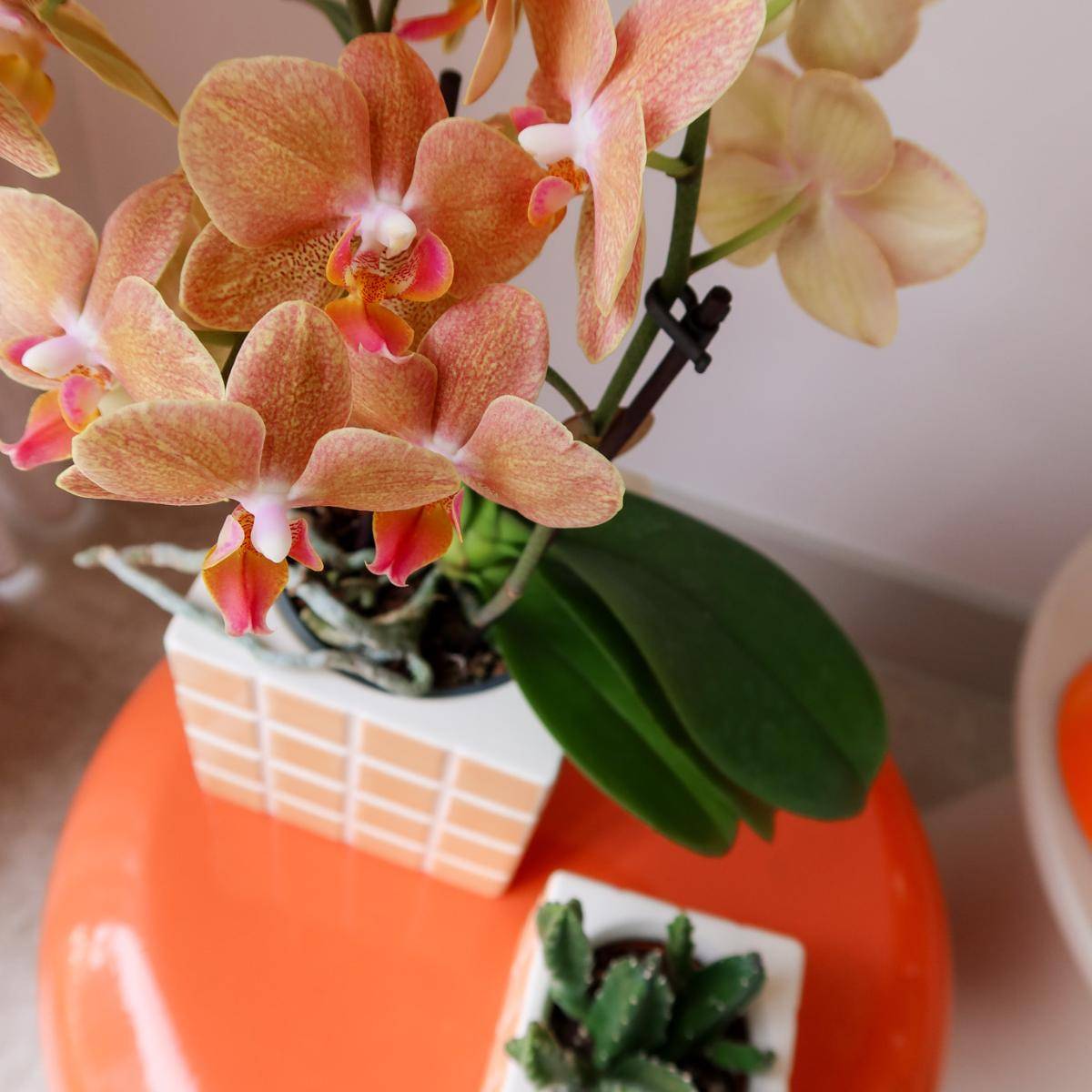 Pot décoratif Mosa - Orange- La Green Touch - Image 7