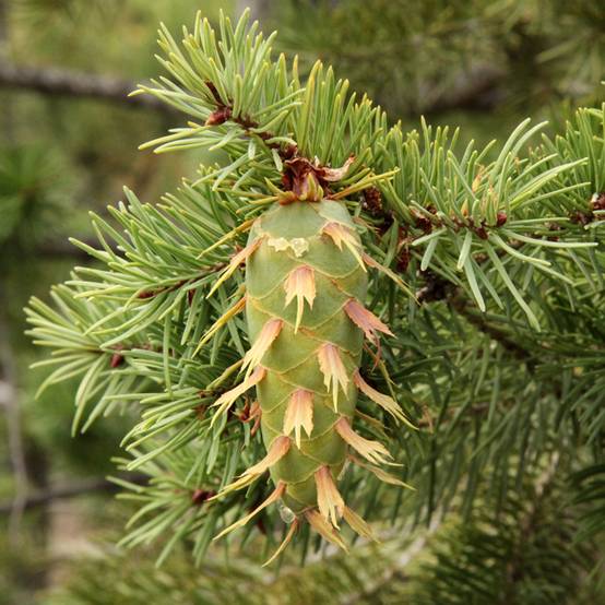 Pseudotsuga menziesii (= P.douglasii) - Pin Douglas, Pin d'Oregon, Sapin de Douglas Godet de 8/9 cm