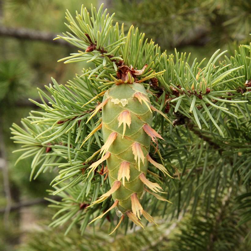 Pseudotsuga menziesii (= P.douglasii) - Pin Douglas, Pin d'Oregon, Sapin de Douglas Godet de 8/9 cm