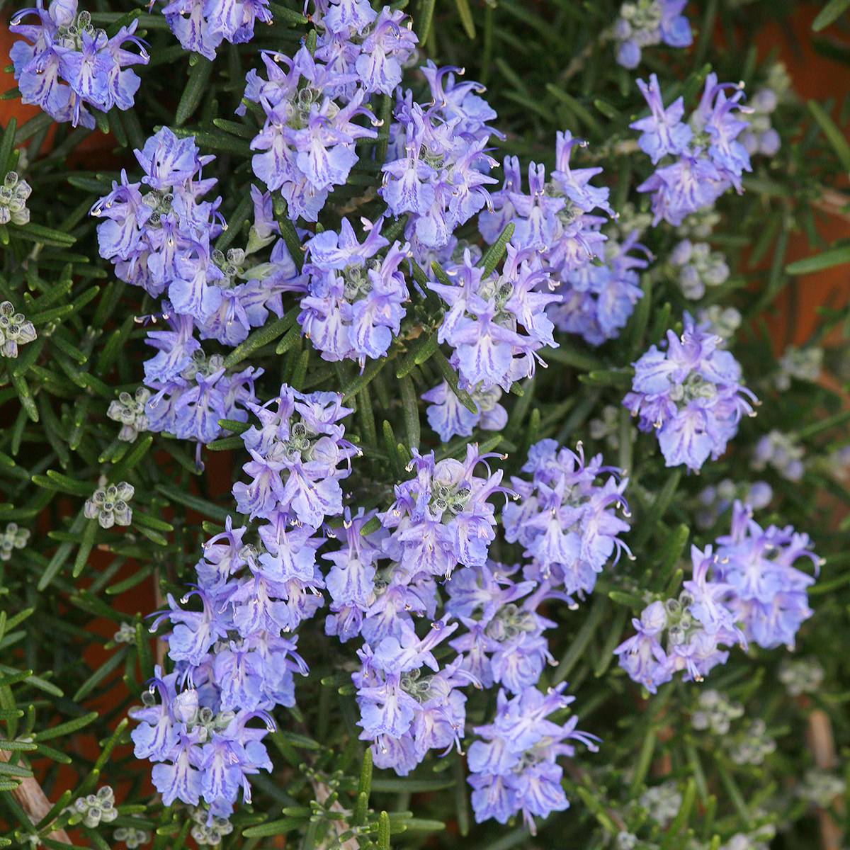 Promesse de Fleurs - Rosmarinus officinalis Corsican Blue - Romarin Godet de 8/9 cm