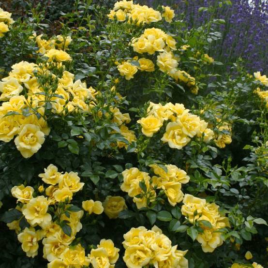 Rosier paysager Decorosier® Suneva® 'Noalesae' à fleurs Jaune - feuillage Caduc - Pot de 5L - 40/60 cm- hauteur à maturité De 0,50 m à 1,00 m - Image 2
