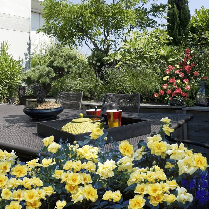 Rosier paysager Decorosier® Suneva® 'Noalesae' à fleurs Jaune - feuillage Caduc - Pot de 5L - 40/60 cm-  hauteur à maturité De 0,50 m à 1,00 m - Image 3