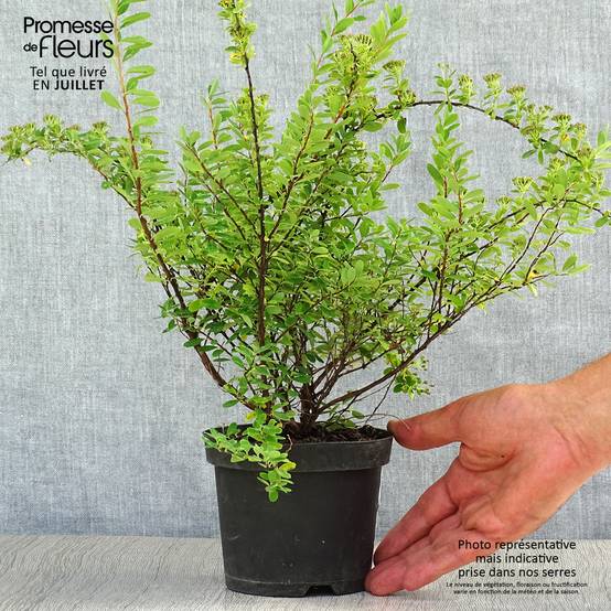 Spiraea nipponica Snowmound - Spirée japonaise Pot de 1L/1,5L - Image 2