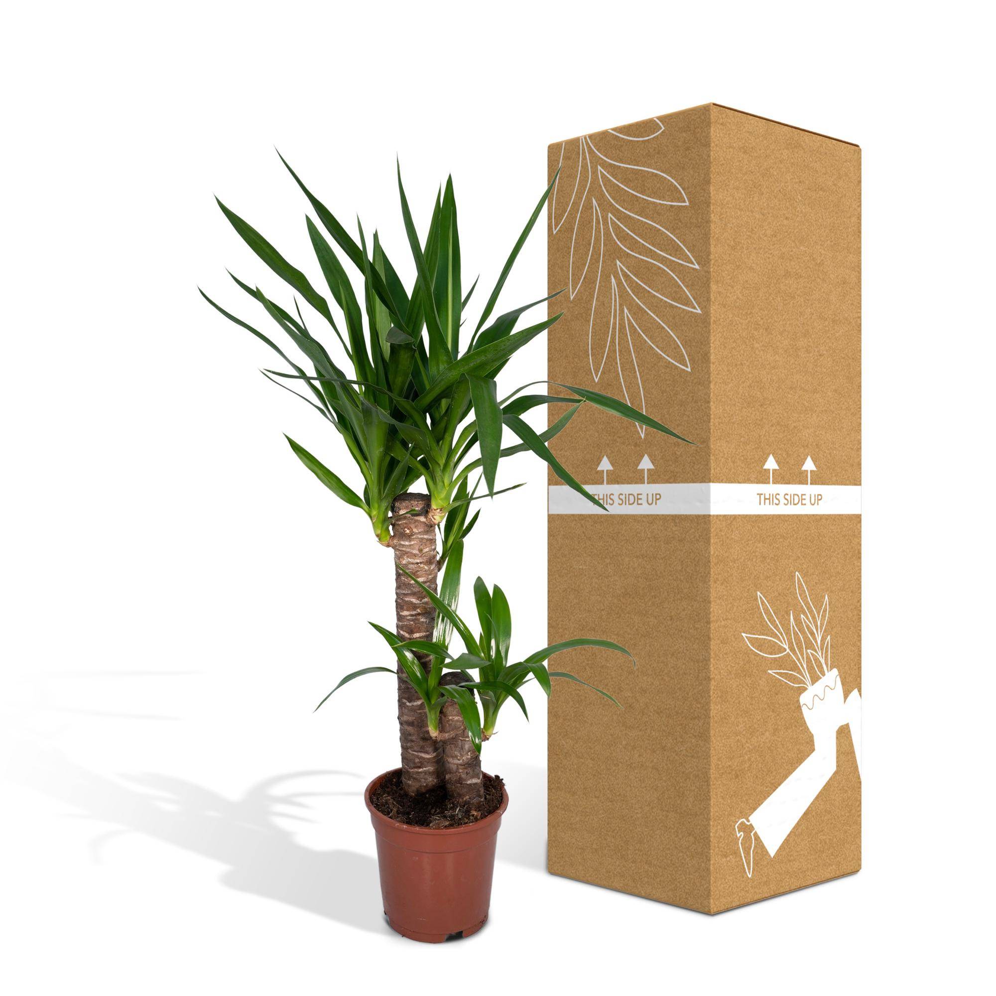 La Green Touch - Yucca 80cm - Plante d'intérieur- La Green Touch - Image 6