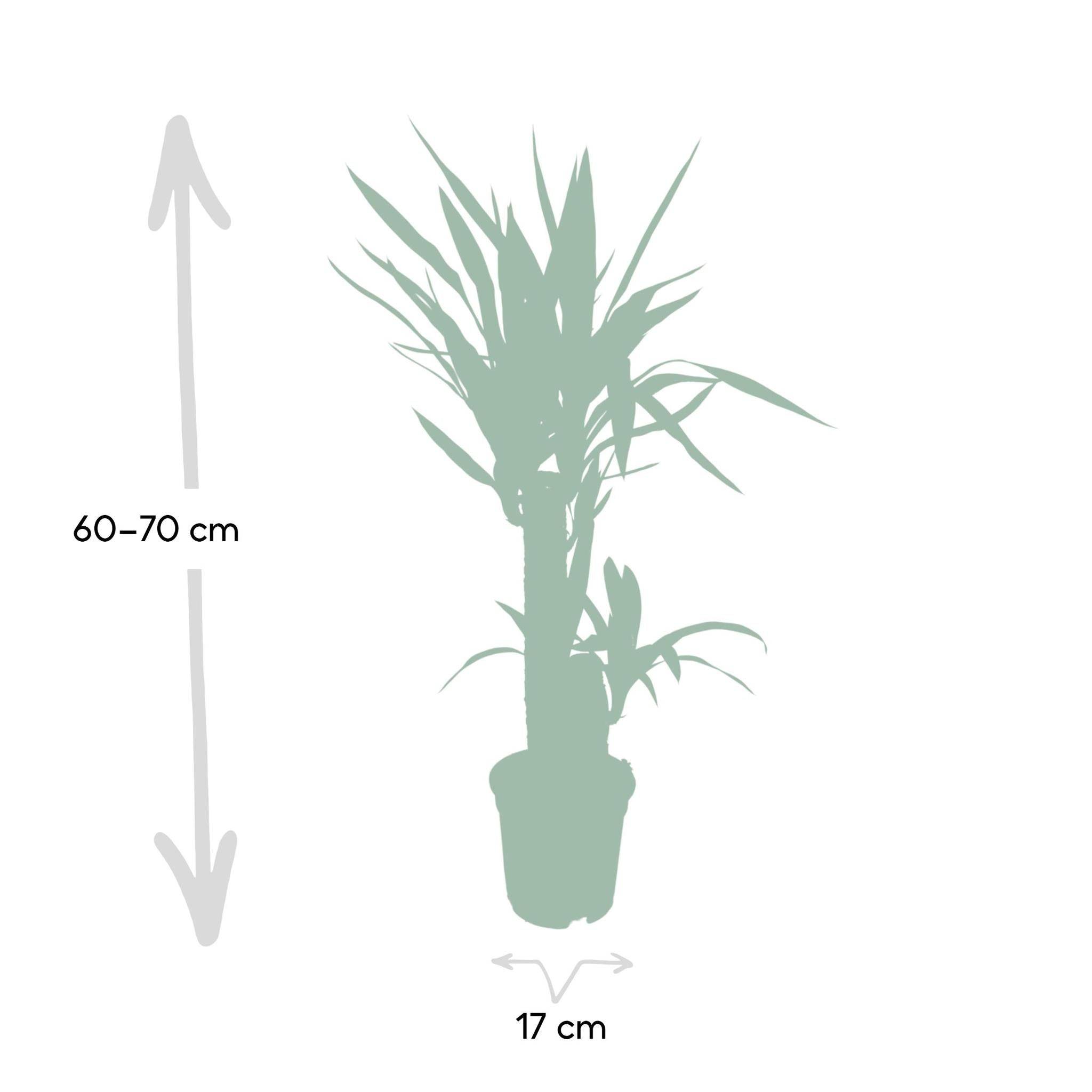 Yucca 80cm - Plante d'intérieur- La Green Touch - Image 4