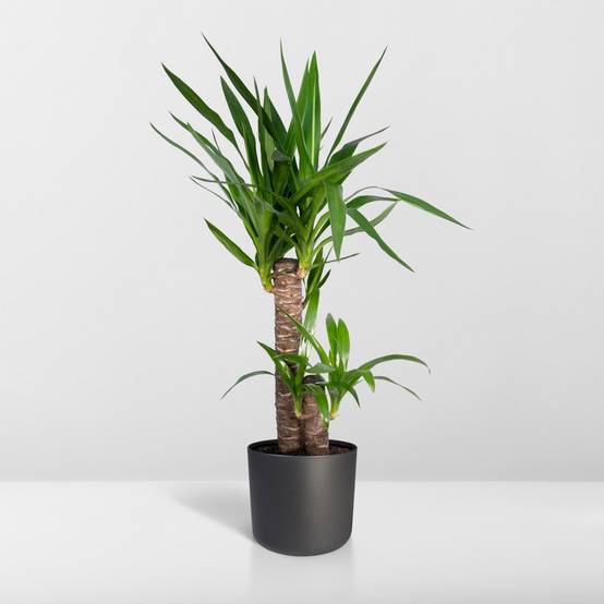 Yucca 80cm - Plante d'intérieur- La Green Touch - Image 9